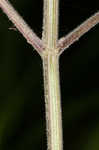 Heartleaf skullcap